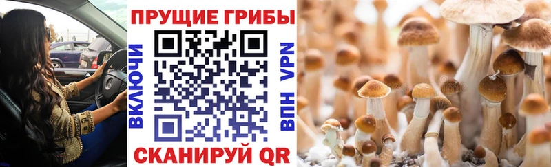 Псилоцибиновые грибы Magic Shrooms  даркнет клад  Жирновск 
